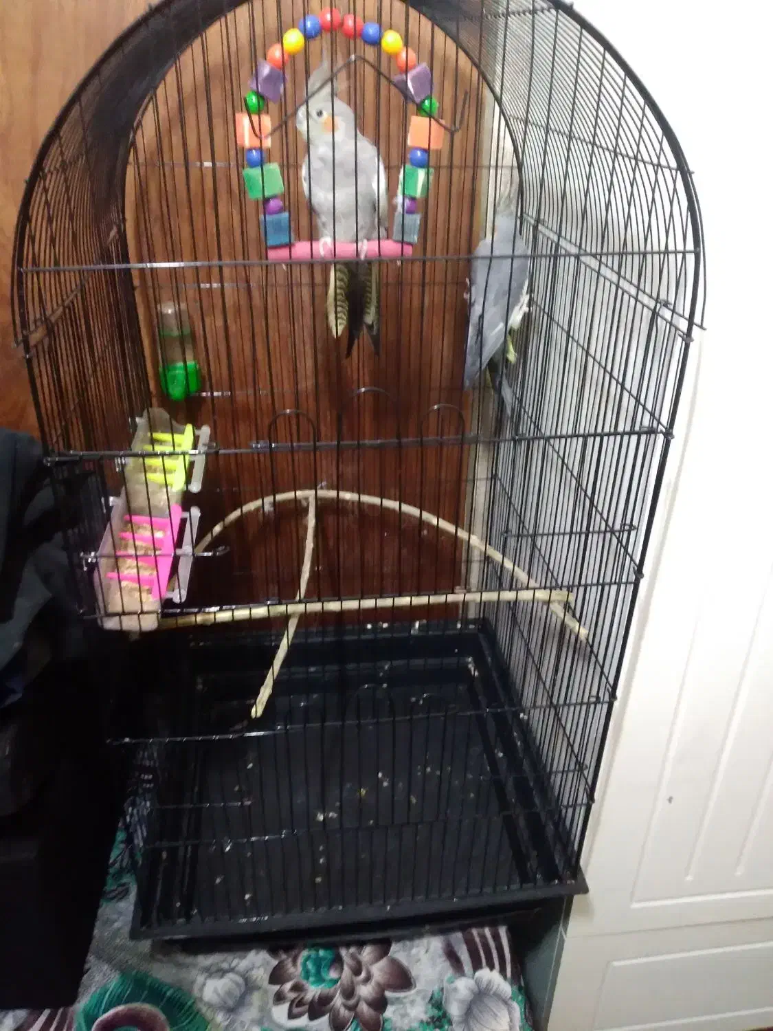 پرنده|پرنده|کیاکلا, |دیوار