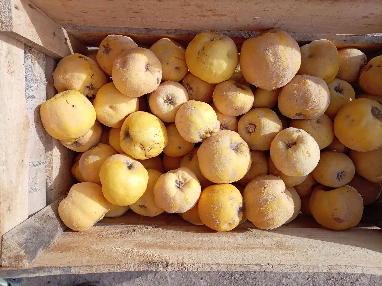 به محلی|خوردنی و آشامیدنی|کرمان, |دیوار