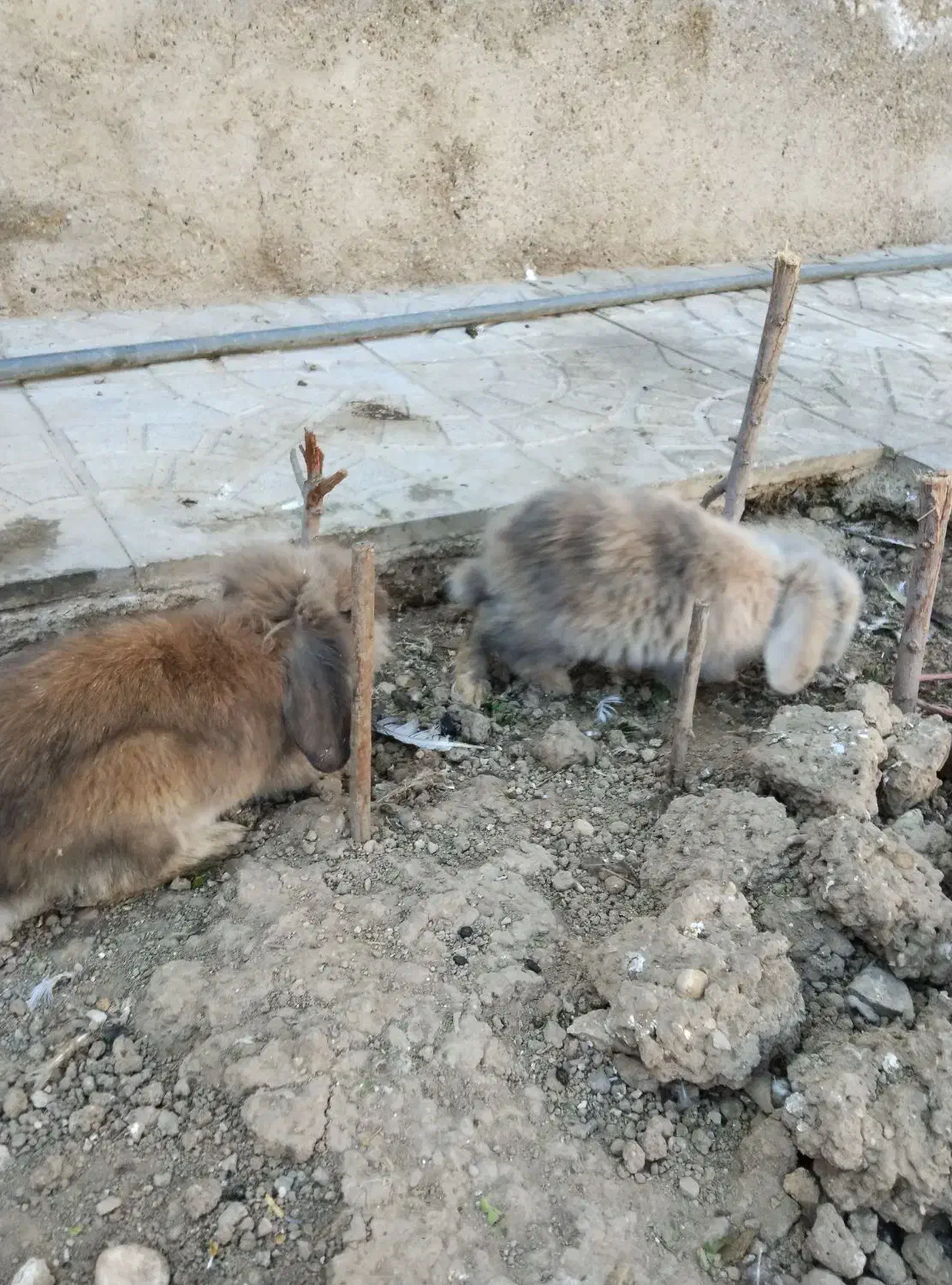 خرگوش لپ|موش و خرگوش|فسا, |دیوار