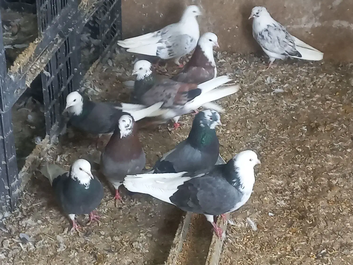 کبوتر پرشی|پرنده|معصومیه, |دیوار