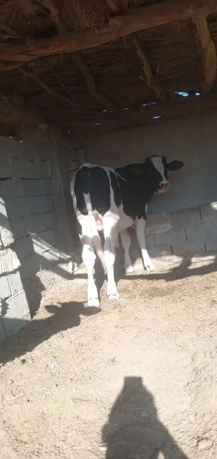 گوساله دونرخارجی|حیوانات مزرعه|زابل, |دیوار