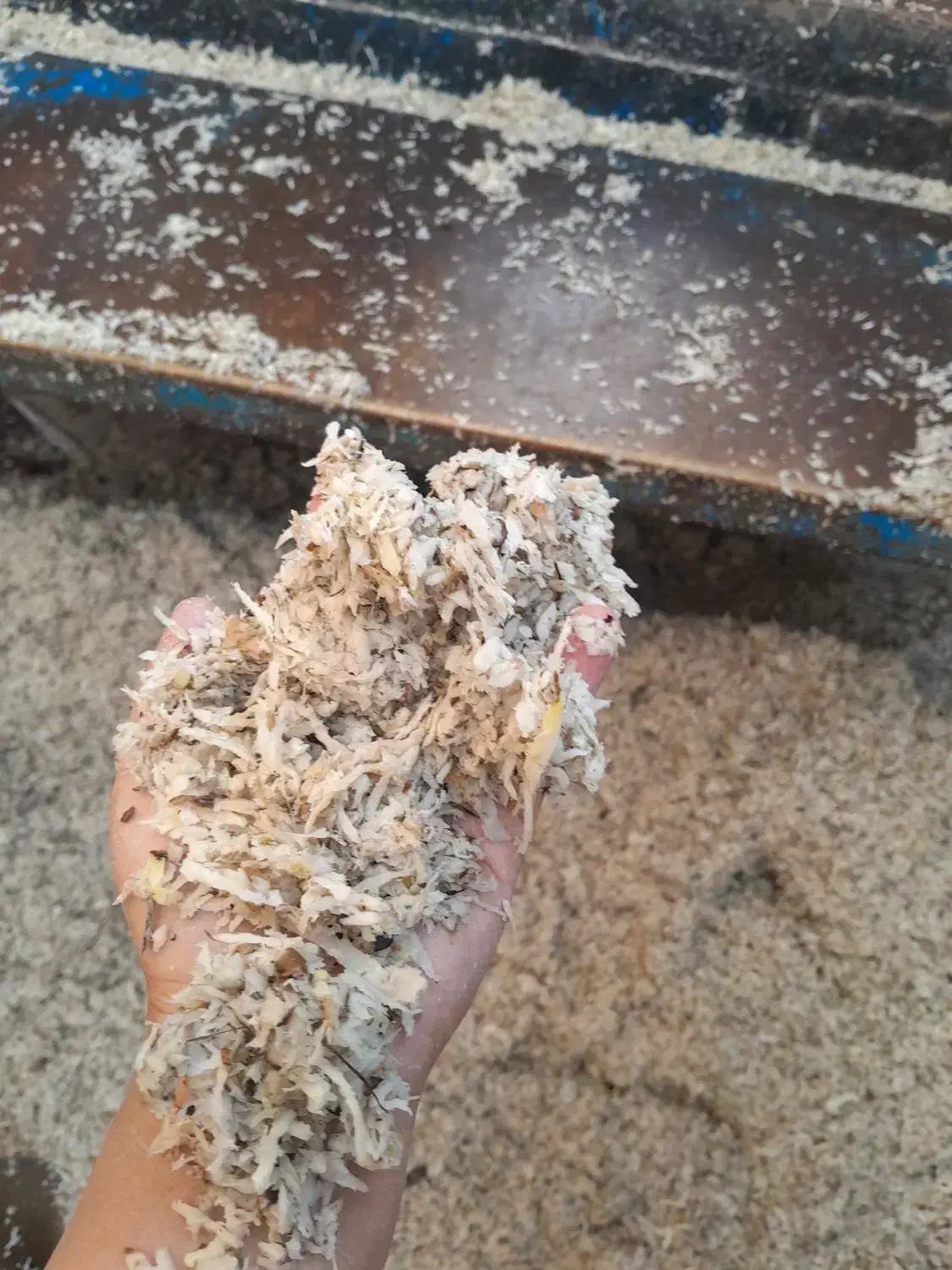 تفاله چغندر علوفه ذرت مخصوص برای دامداران|حیوانات مزرعه|چاراویماق, |دیوار