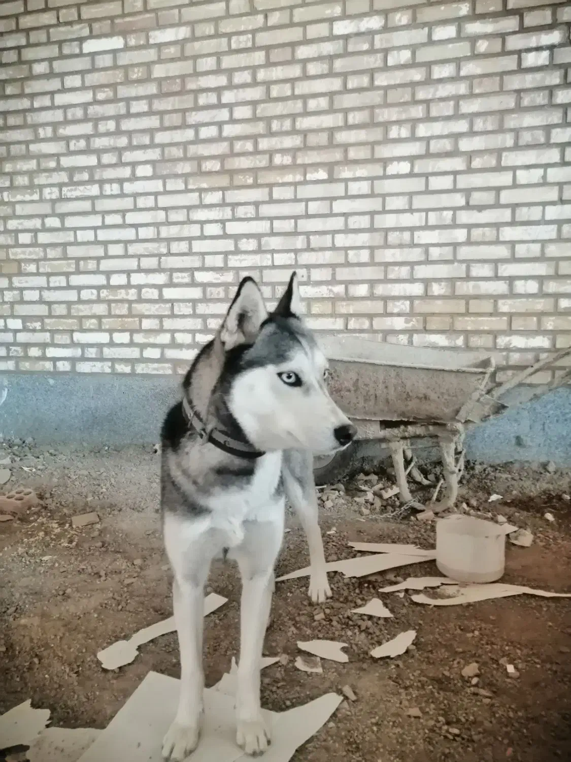 هاسکی|سگ|محمدشهر, محمدشهر|دیوار