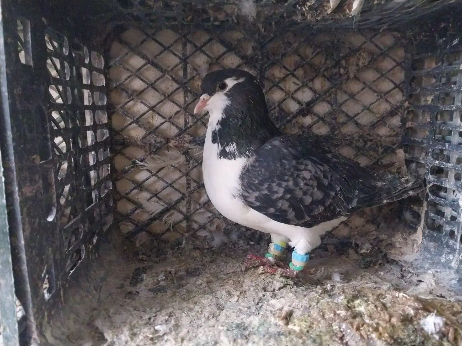 کبوتر پرشی|پرنده|تبریز, |دیوار