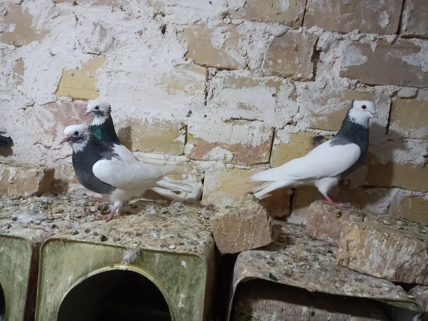 کفتر|پرنده|ضیاء آباد, |دیوار