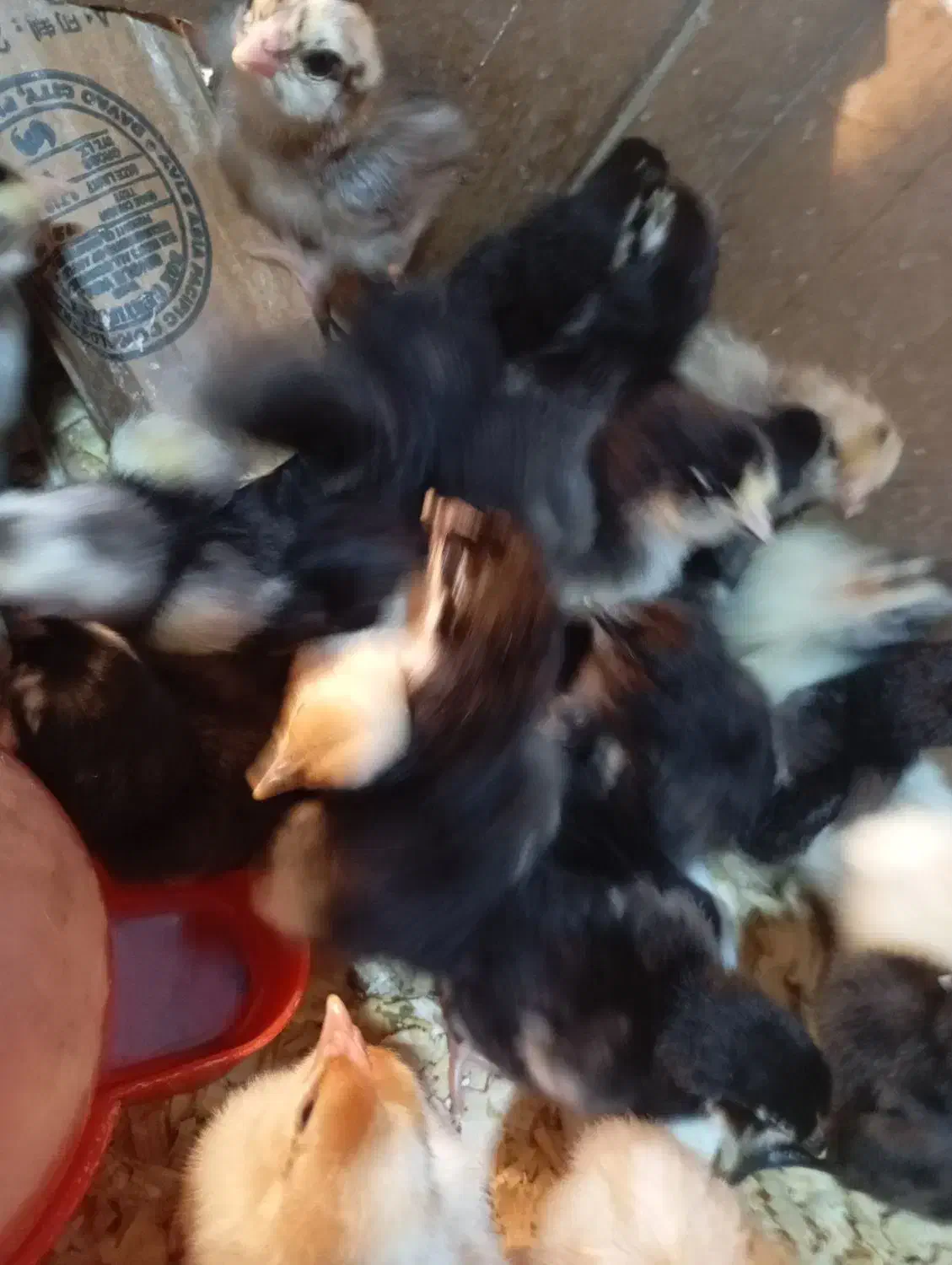 جوجه گلین گردن لختی برهما|حیوانات مزرعه|سنگر, |دیوار