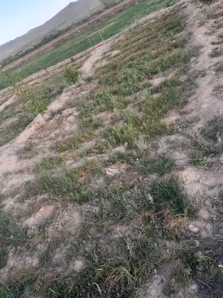 فروش باغ|فروش دفتر صنعتی، کشاورزی، تجاری|مرند, |دیوار