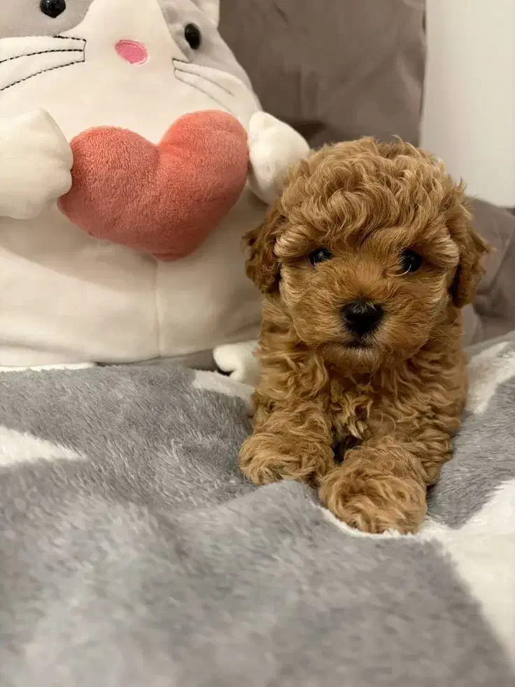 توله تاینی توی پودل تاینی دارک رد لایت و اپریکات|سگ|اصفهان, شاهد|دیوار