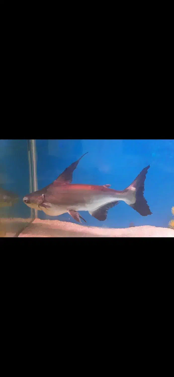 کوسه ماهی|ماهی|ایلام, |دیوار