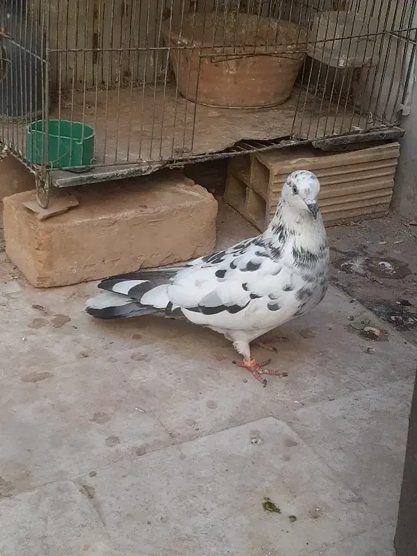 کفتر|پرنده|قم, ارم|دیوار