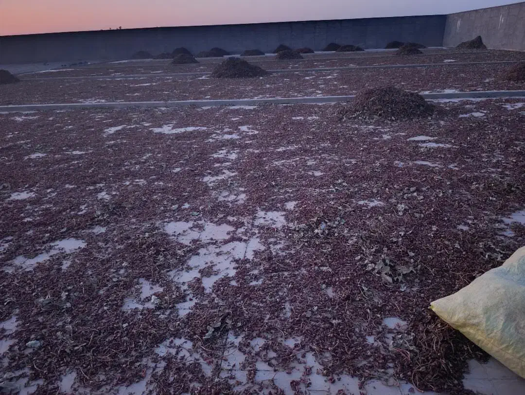 پوست پسته خراک دام|حیوانات مزرعه|بردسکن, |دیوار