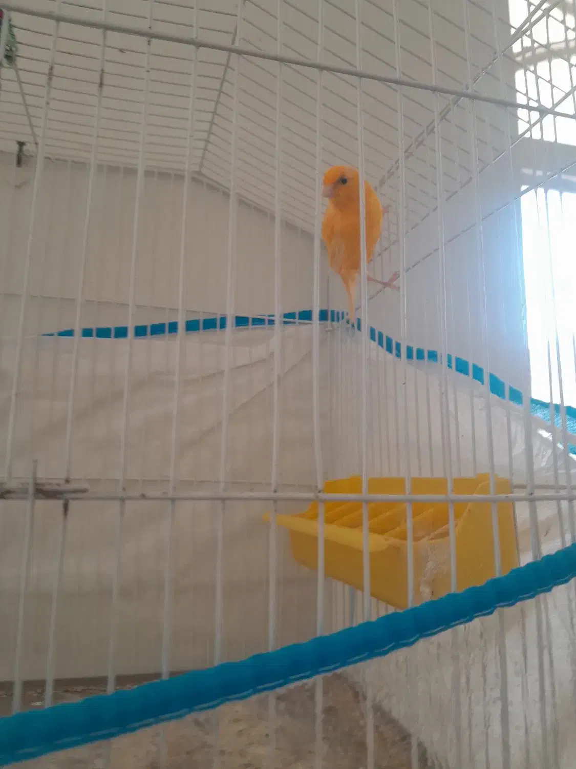 قناری|پرنده|استهبان, |دیوار