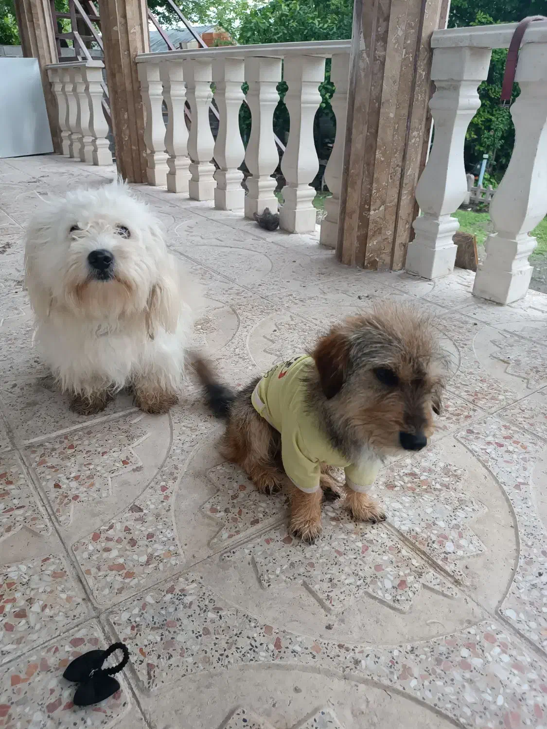 دوتا سگ زیبا و باهوش|سگ|سنگر, |دیوار