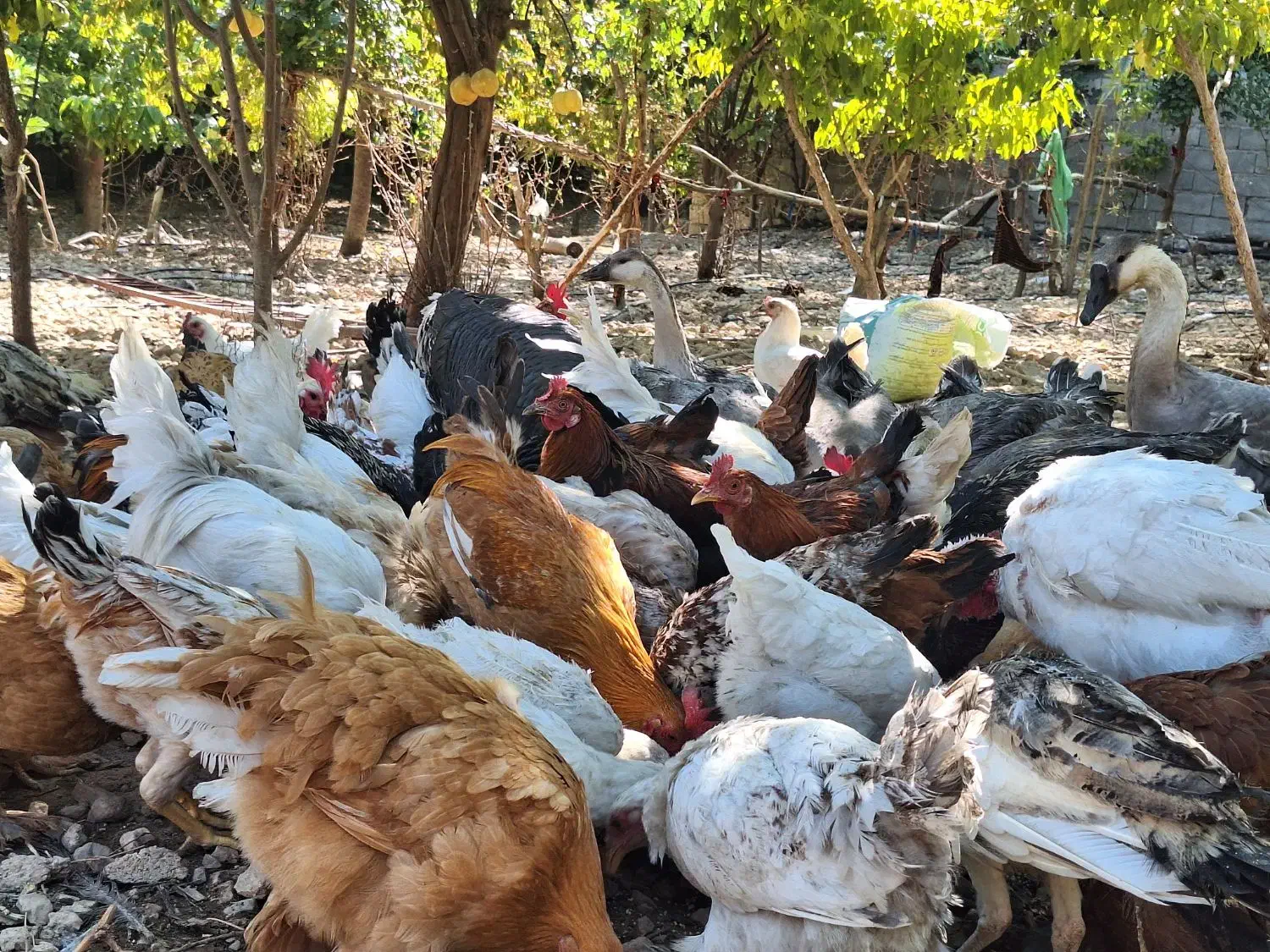 مرغ و خروس قوغاز بوقلمون|حیوانات مزرعه|سیسخت, |دیوار