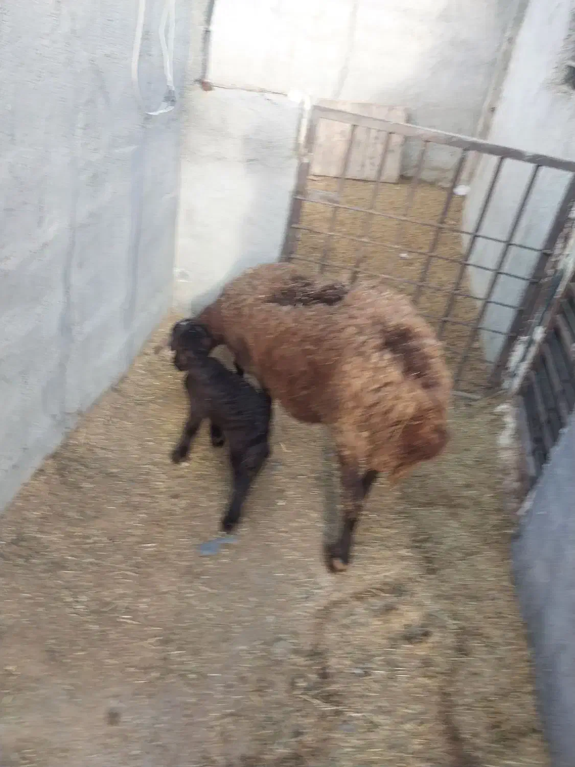 میش با بره|حیوانات مزرعه|رباط‌کریم, رباط‌کریم|دیوار