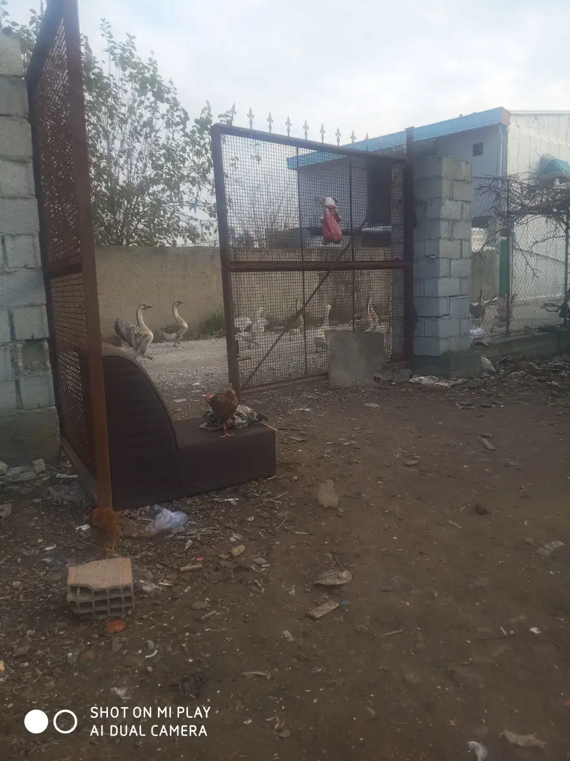 قوغاز|حیوانات مزرعه|سیجوال, |دیوار