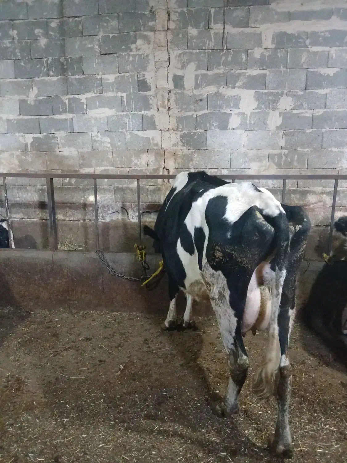 گاوشیری|حیوانات مزرعه|مهربان, |دیوار