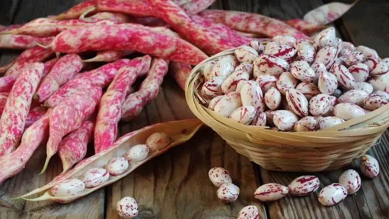 لوبیا چیتی تازه الموت با پوست|خوردنی و آشامیدنی|محمدیه-قزوین, |دیوار