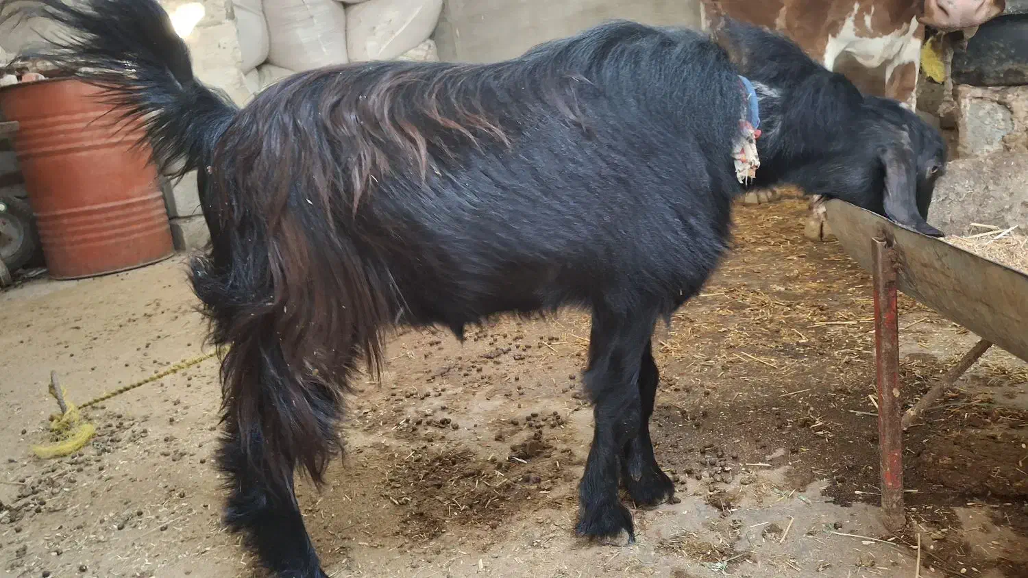 کره نر چاق سالم سرحال  (تخفیف خوب پای معامله)|حیوانات مزرعه|آبپخش, |دیوار