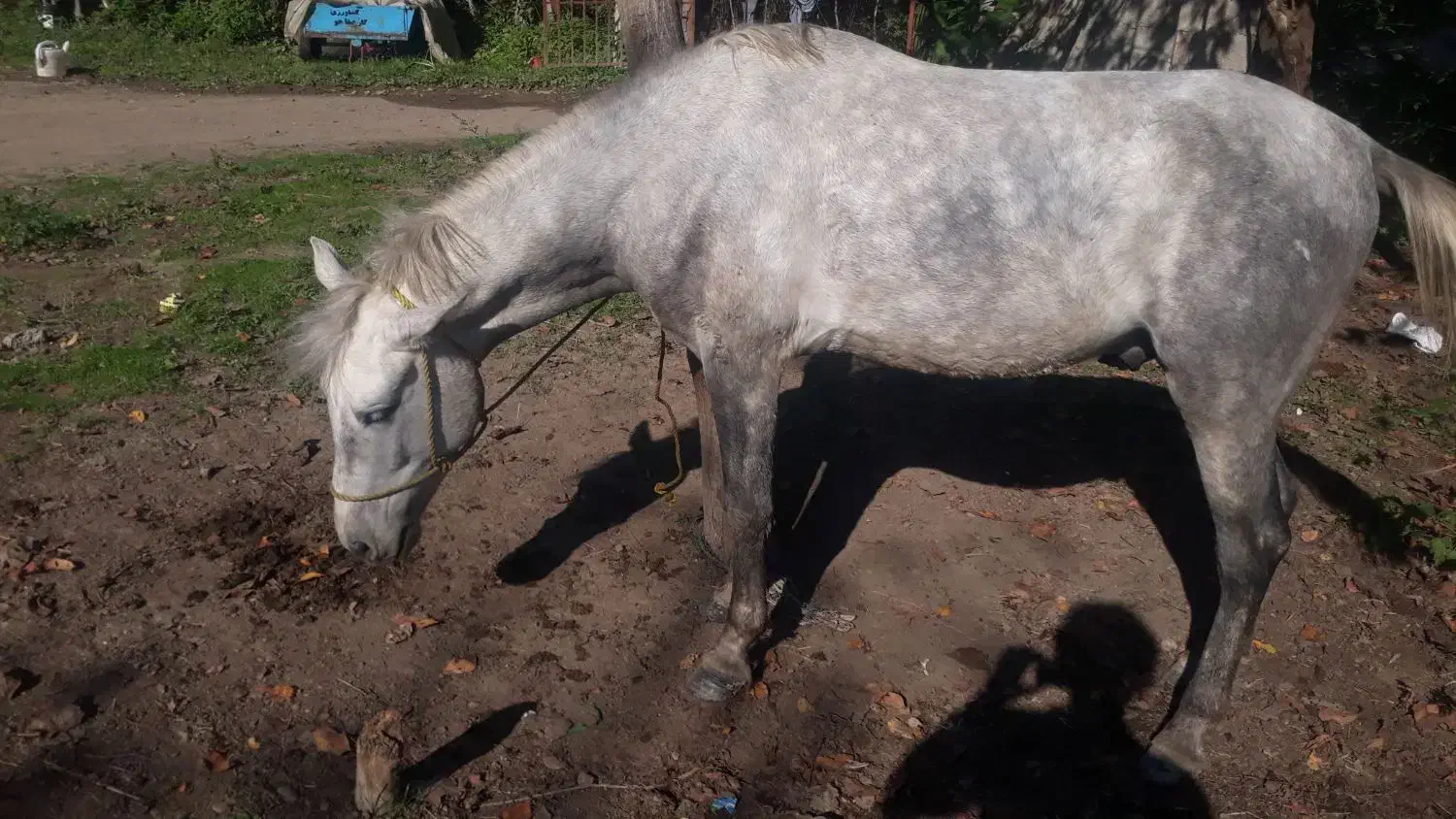 اسب ۴ سال همچی عالی هم سواری هم باری|اسب و تجهیزات اسبسواری|گوراب زرمیخ, |دیوار