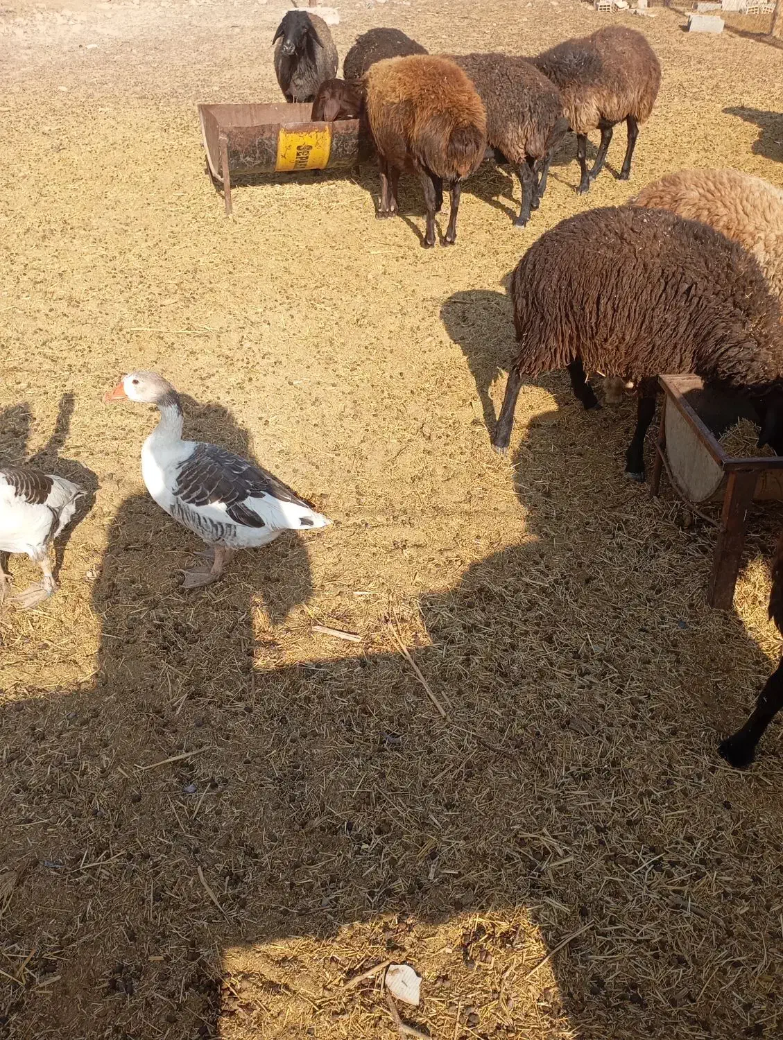 تعدادی میش،شیشک،بره نره،ماده|حیوانات مزرعه|صفادشت, |دیوار