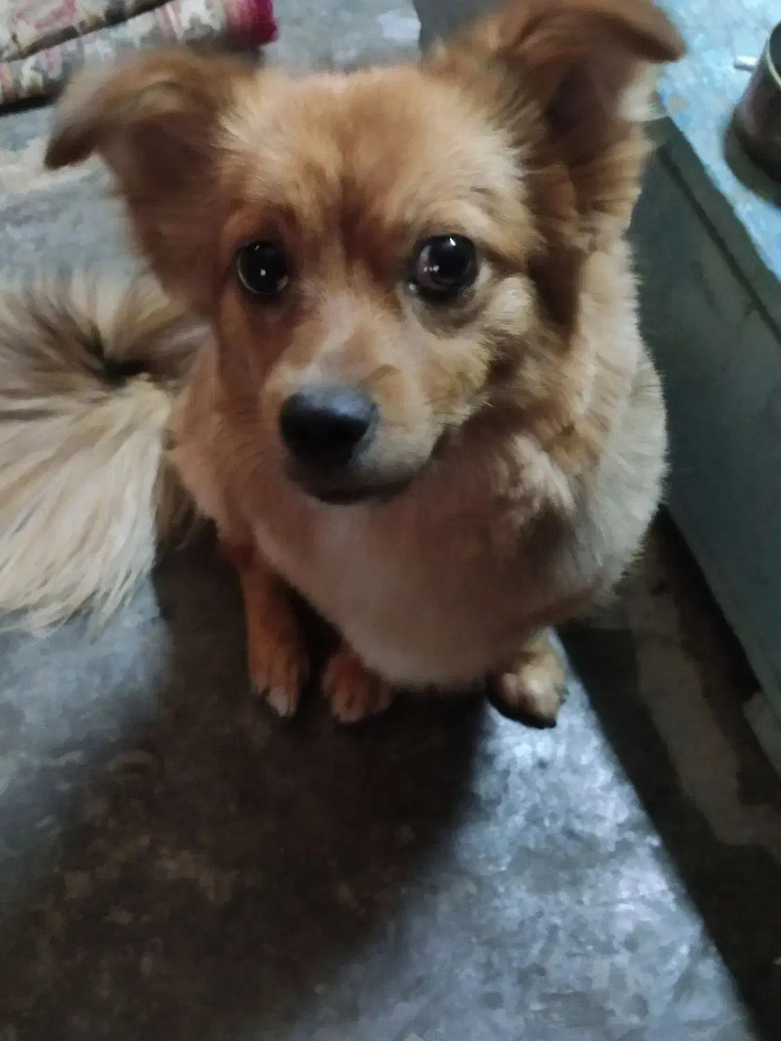 سگ اشپیتز گمشده،|سگ|کرمانشاه, |دیوار