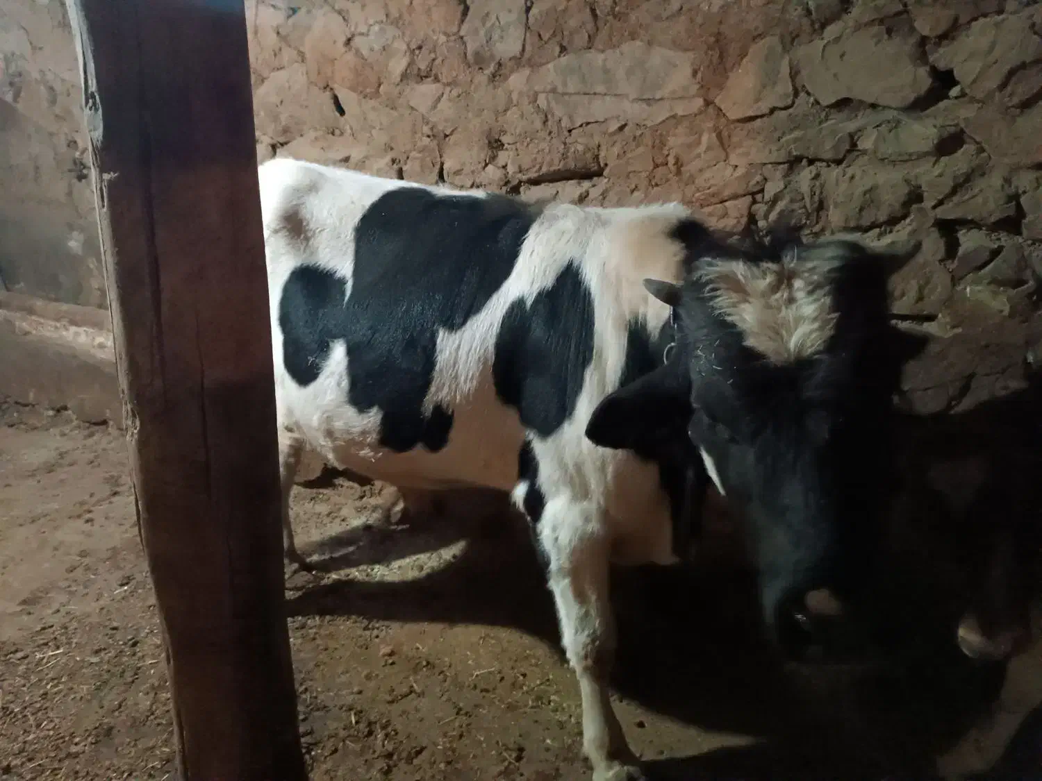 پارین نر گوشتی|حیوانات مزرعه|سارال, |دیوار