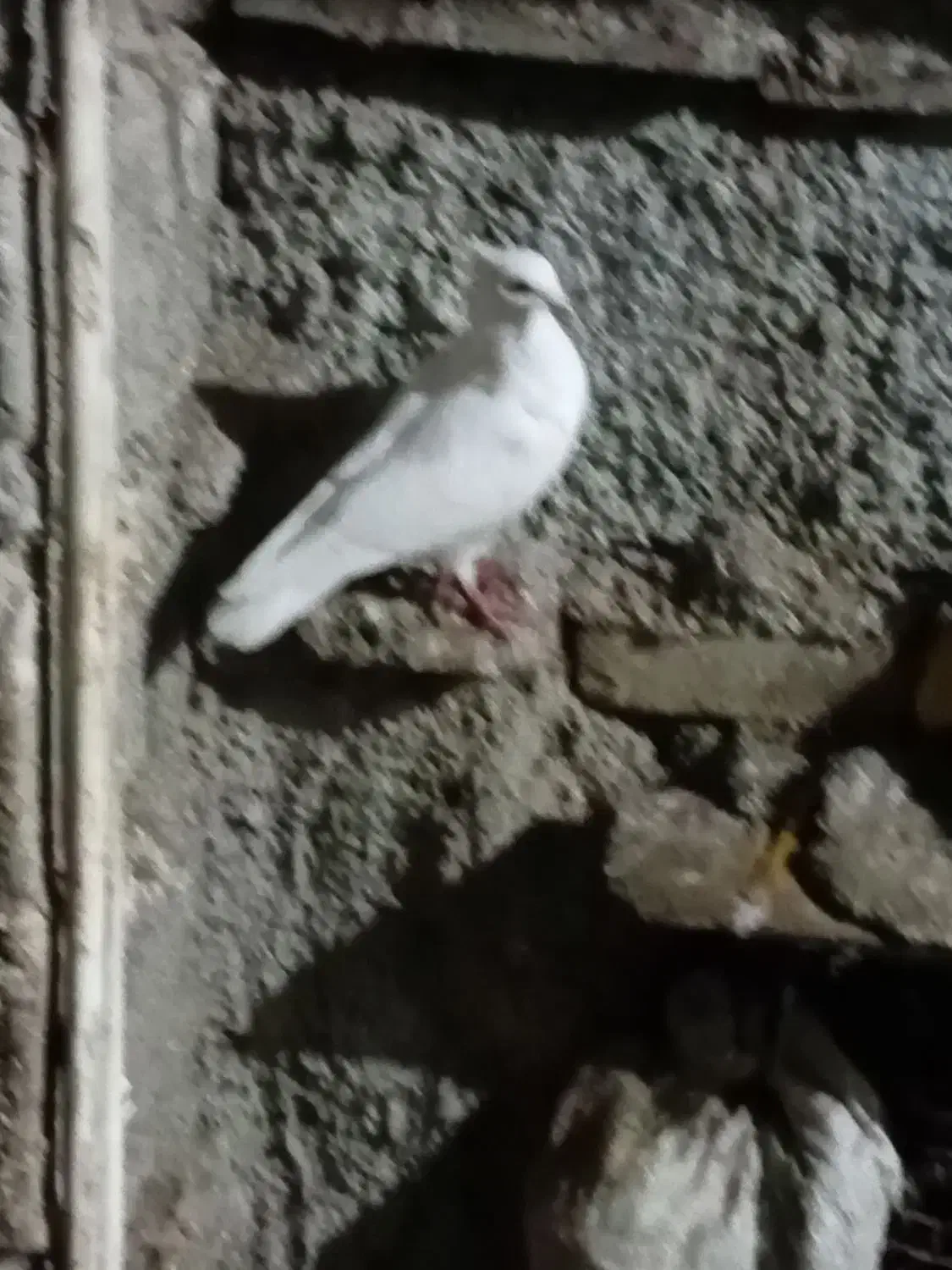 فروش کفتر موشی|پرنده|گالیکش, |دیوار