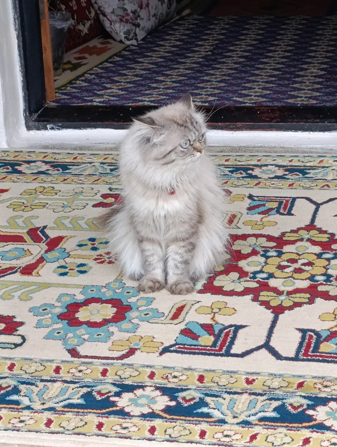 گربه نر پرشین چشم آبی|گربه|نور, |دیوار