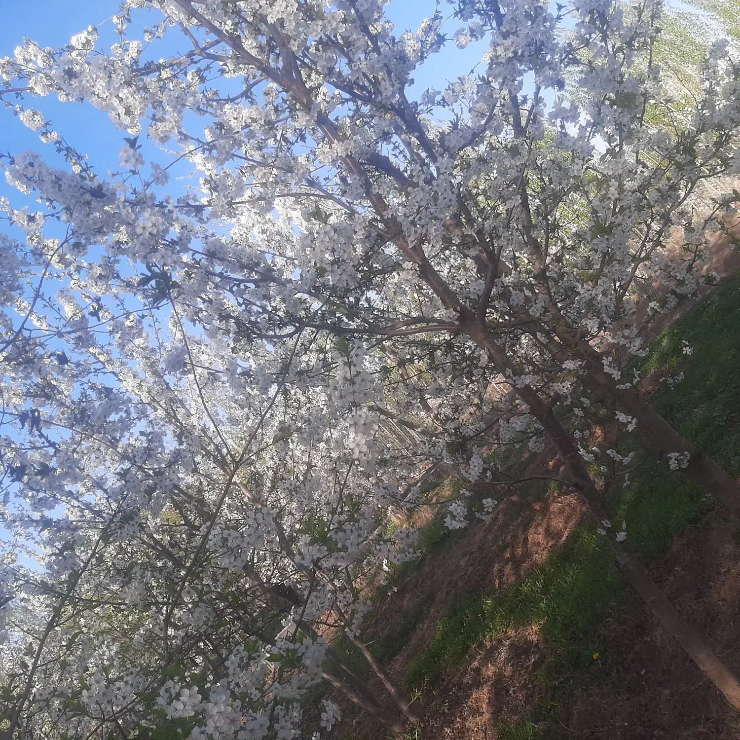 باغ میوه در جاده وار(قطعه دوم از خیابان)|فروش دفتر صنعتی، کشاورزی، تجاری|فیرورق, |دیوار