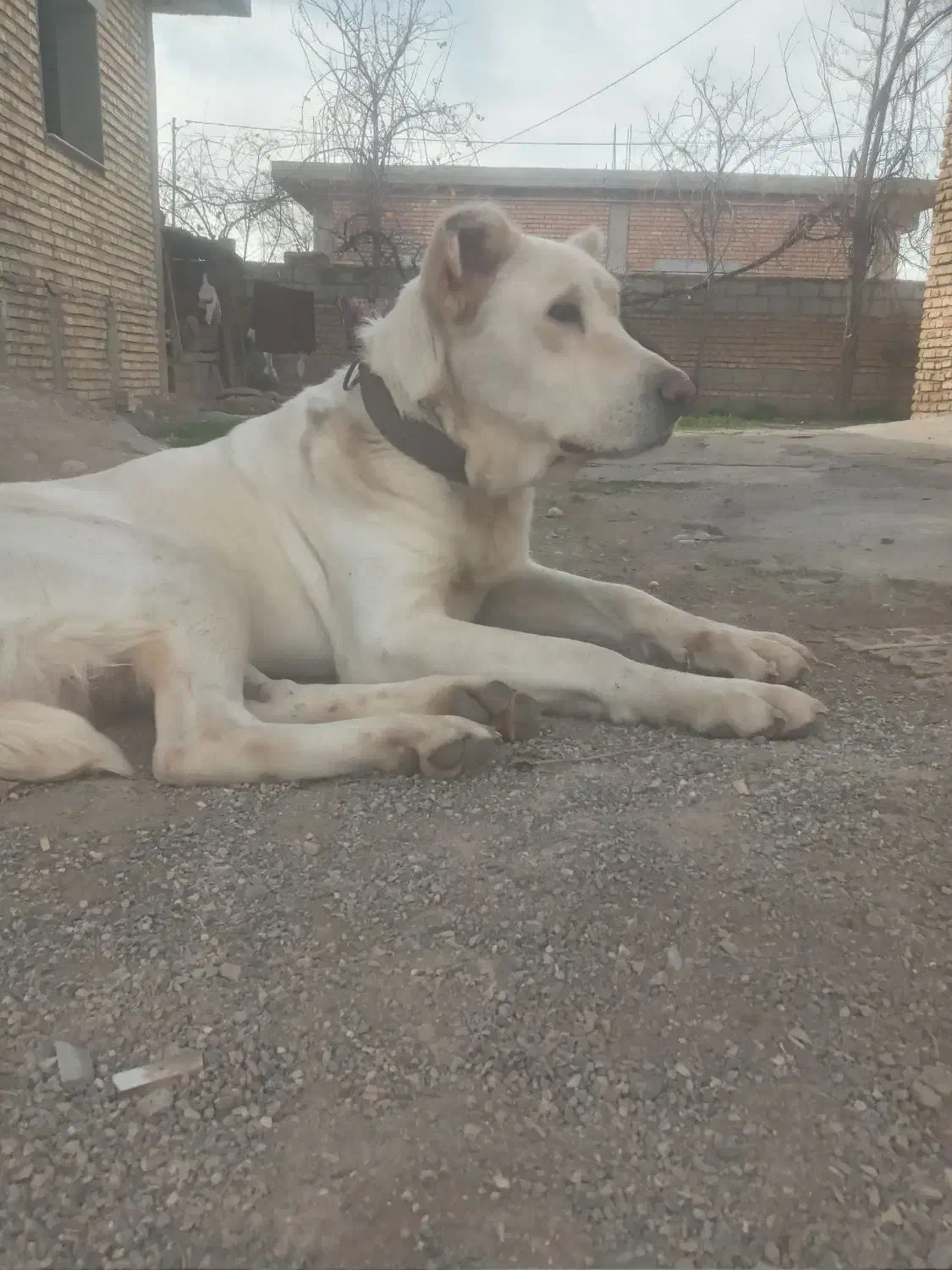 واگذاری آلبای ماده|سگ|گنبد کاووس, |دیوار