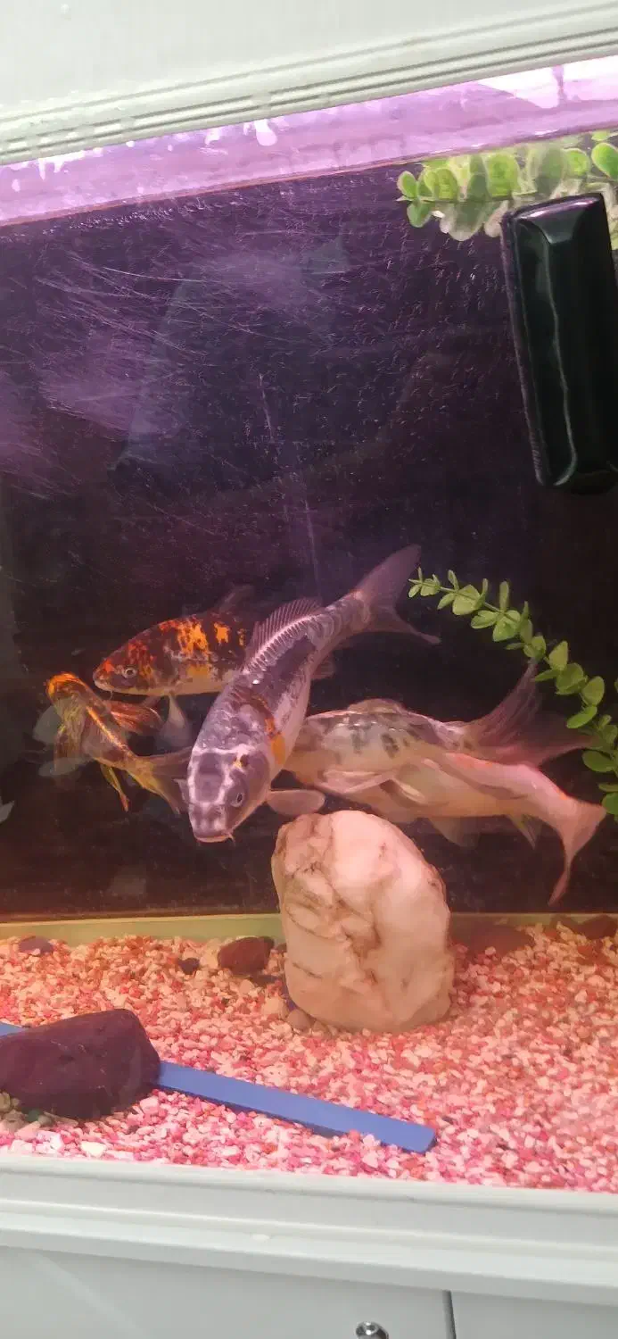 فروش ۵ عدد و تکی ماهی کوی|ماهی|کرج, حسن آباد|دیوار