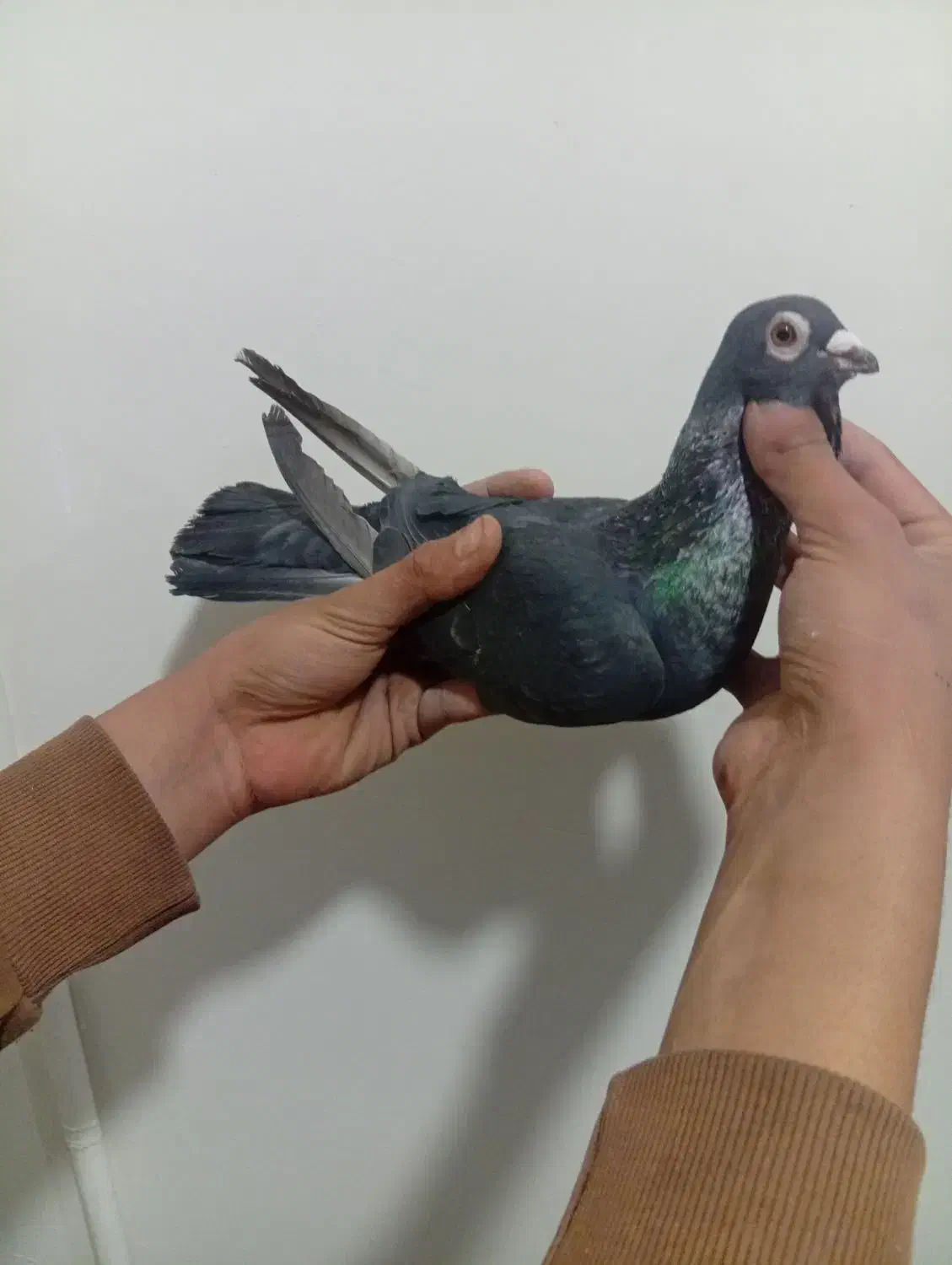 کبوتر|پرنده|نیشابور, شهرک اندیشه|دیوار