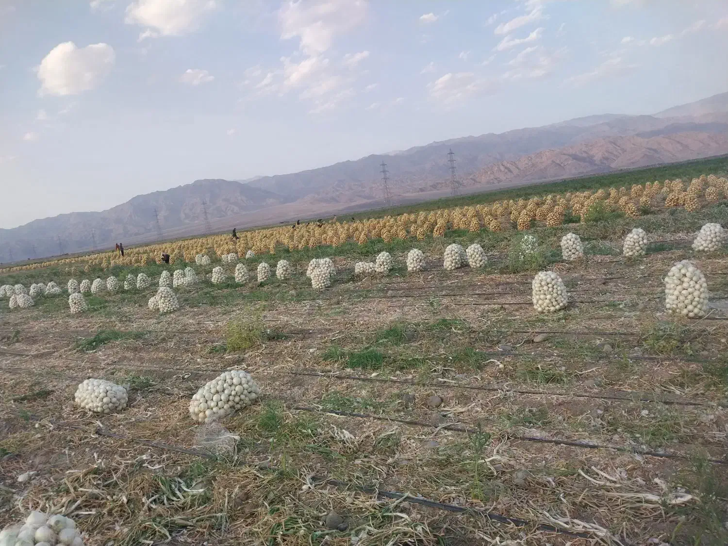 گروه پیازکن|خدمات باغبانی و درختکاری|جیرفت, |دیوار