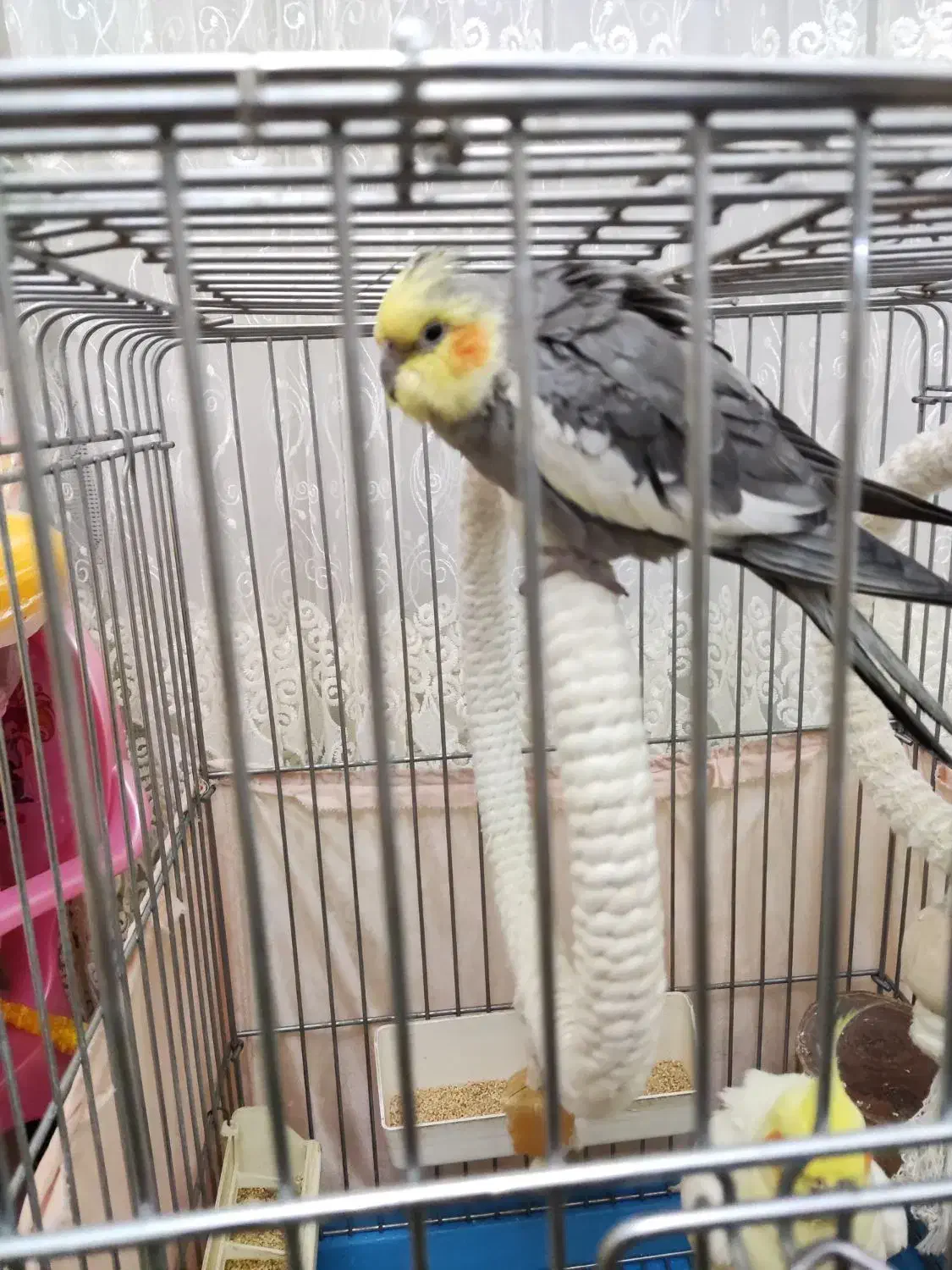 دو عدد نر عروس هلندی|پرنده|تهران, ستارخان|دیوار