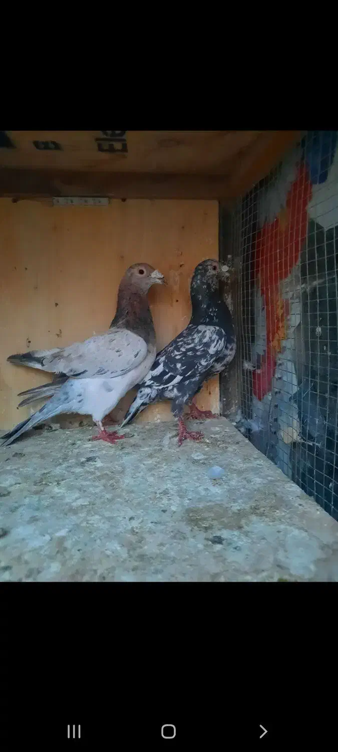 ۱۴ تا پرنده تبعیدی|پرنده|الوند, |دیوار