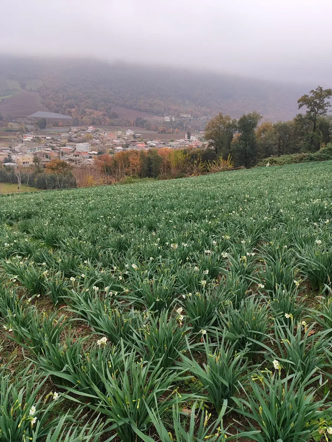 گل نرگس|گل و گیاه طبیعی|خان ببین, |دیوار