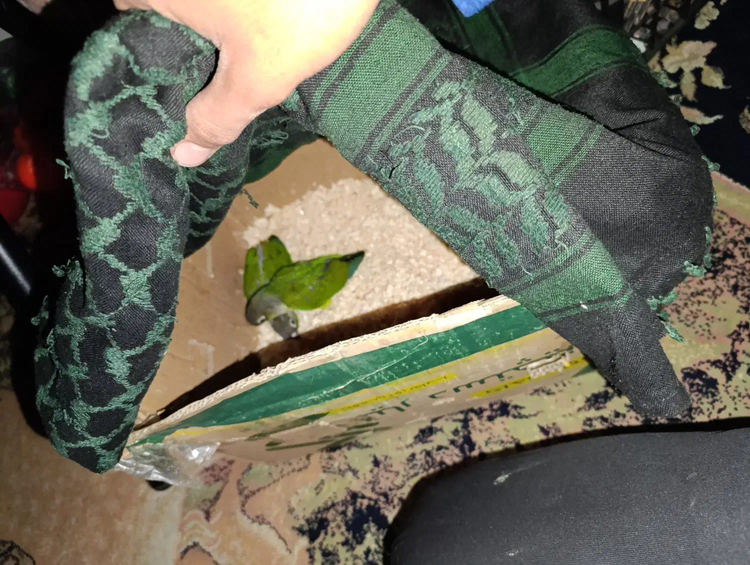 گرینچیک|پرنده|گناباد, |دیوار