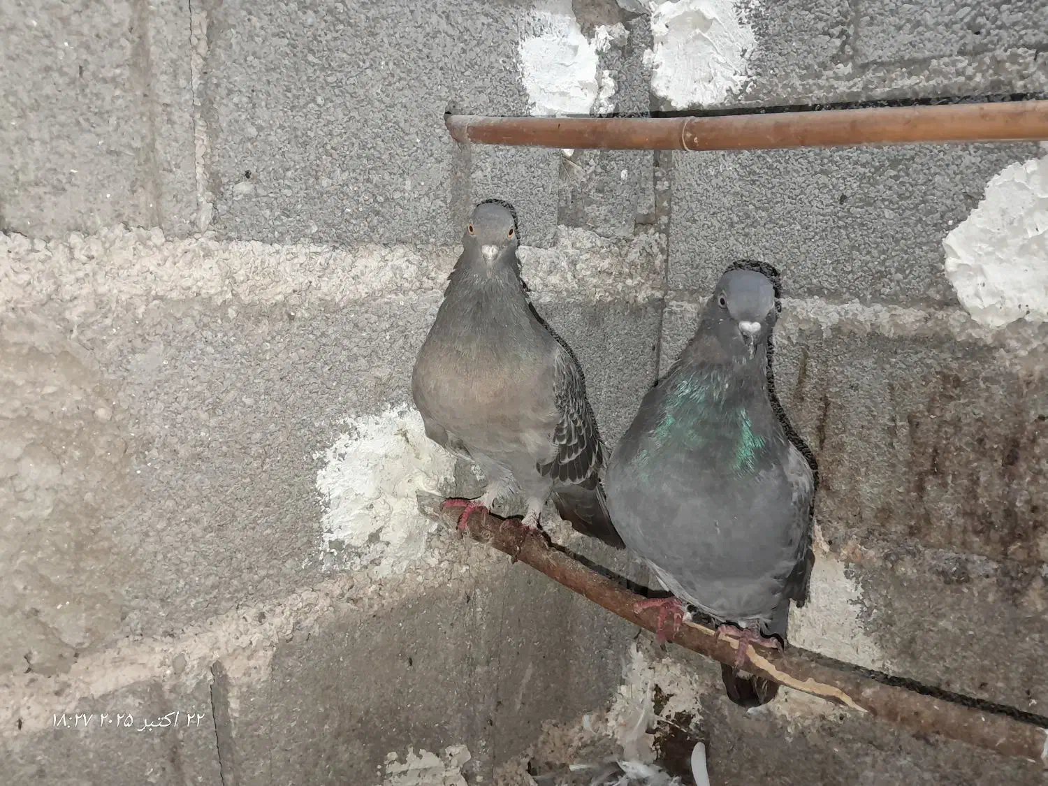 کبوتر|پرنده|رودبنه, |دیوار