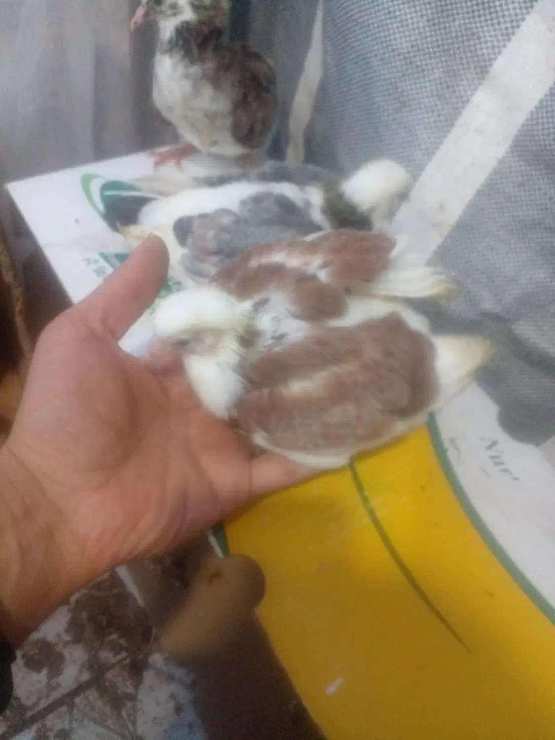 جوجه کبوتر|پرنده|آستانه اشرفیه, |دیوار