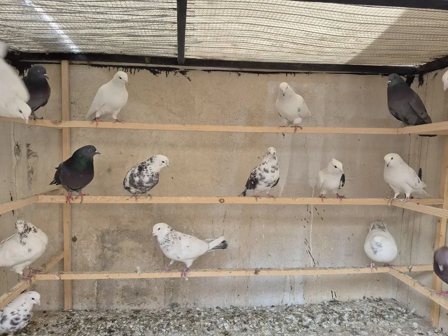 کفترکارنسل کشی|پرنده|پردیس, شهرک صنعتی خرمدشت فاز ۷|دیوار