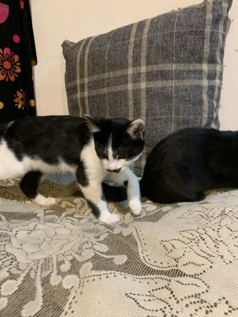 واگذاری|گربه|نوشهر, |دیوار