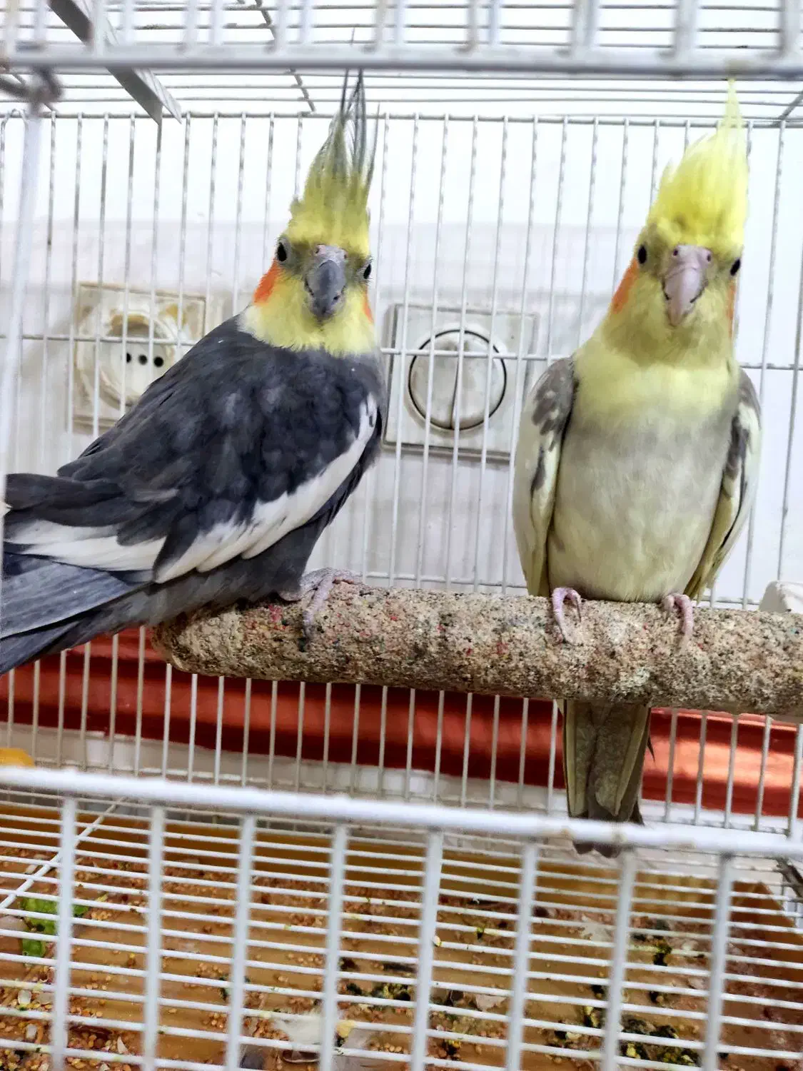 جفت عروس هلندی همراه دوتا جوجه|پرنده|زاهدان, |دیوار