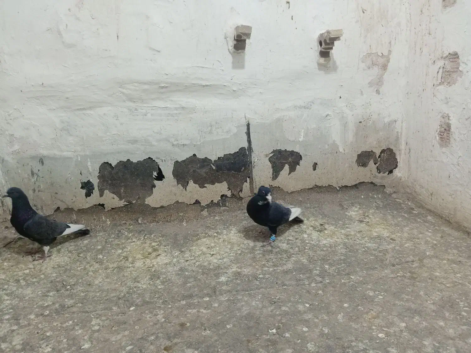 3عددکفتر|پرنده|زرند, |دیوار