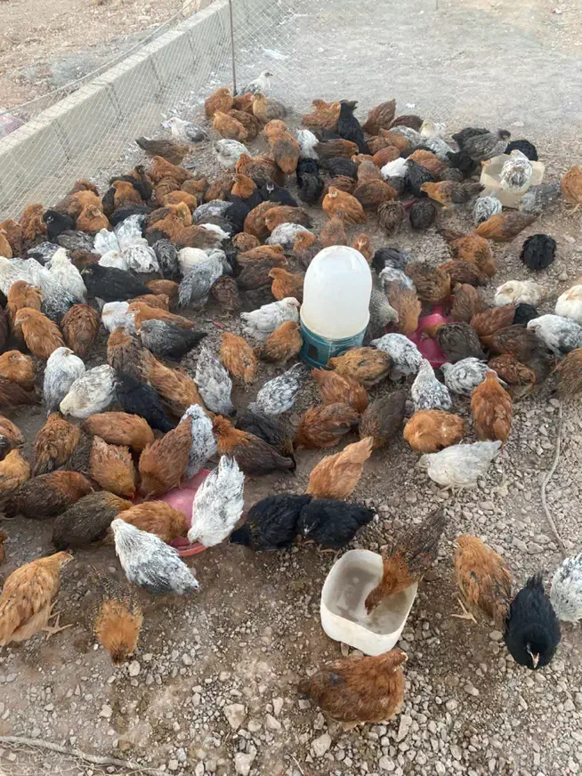 جوجه مرغ محلی کرمانشاهی زیر مرغی|حیوانات مزرعه|سیرجان, |دیوار