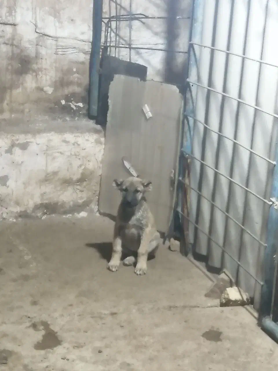 واگذاری توله سرابی|سگ|مشهد, کوی پلیس|دیوار