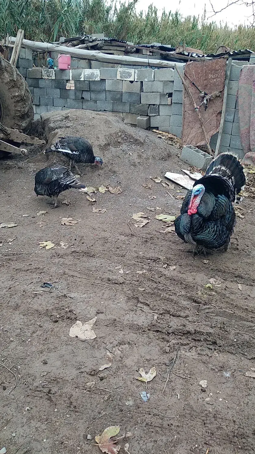 بغلمون یک نر دوماده|حیوانات مزرعه|گنبد کاووس, |دیوار