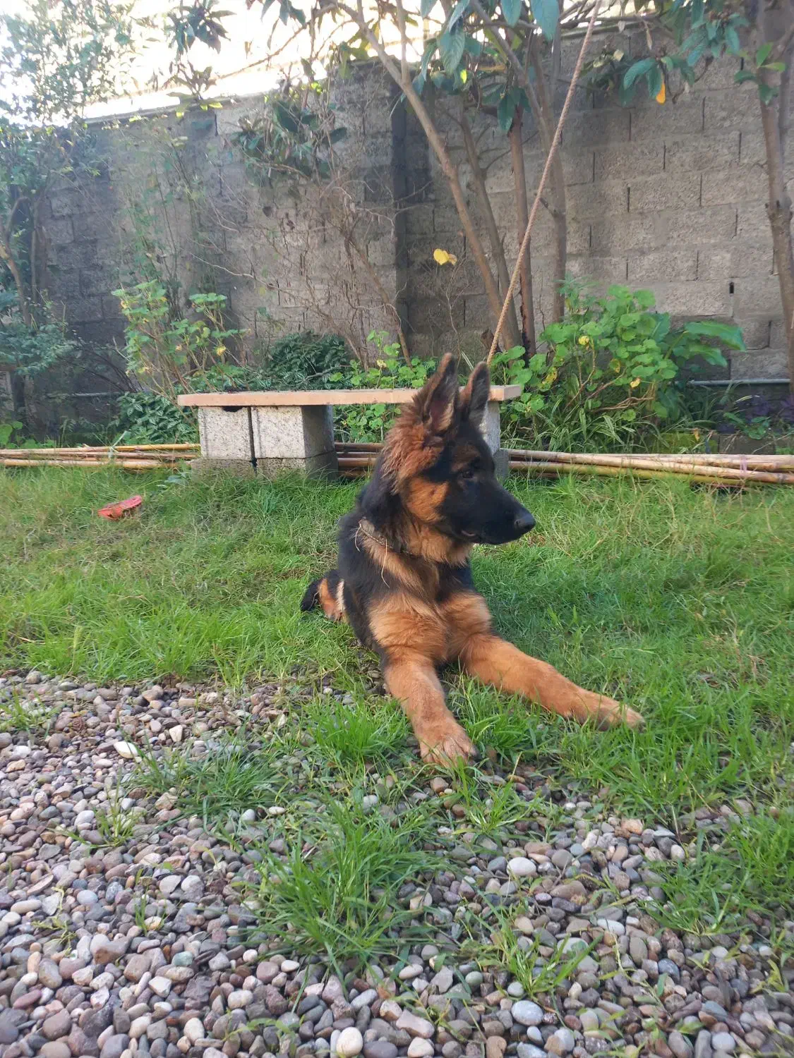 سگ ژرمن|سگ|رشت, بازار|دیوار