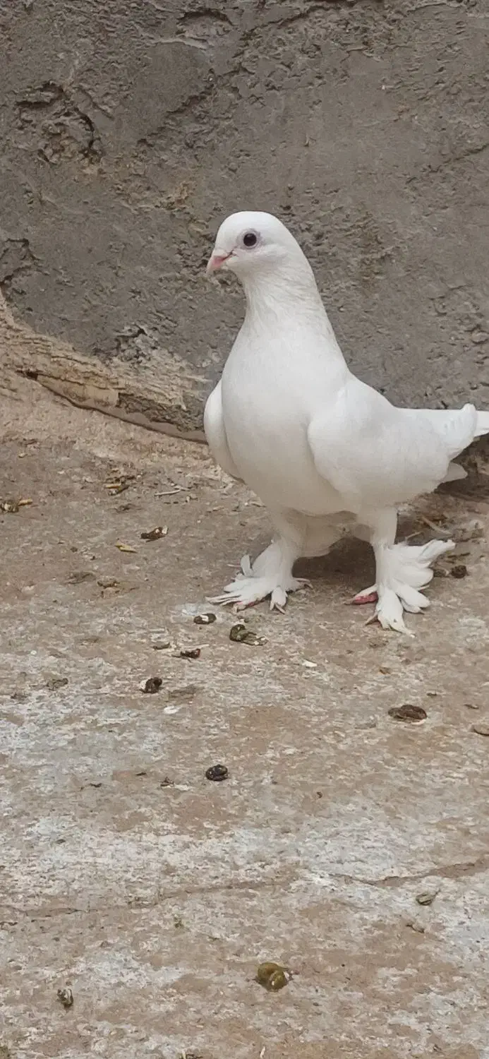 کبوتر|پرنده|تبریز, |دیوار