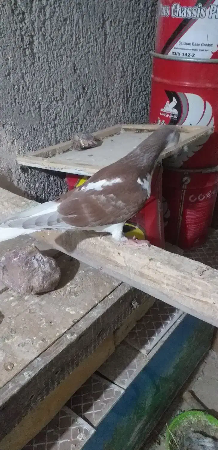 سیاپوش|پرنده|قزوین, |دیوار